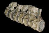 Articulated Ichthyosaurus (Stenopterygius) Vertebra - Germany #92579-3